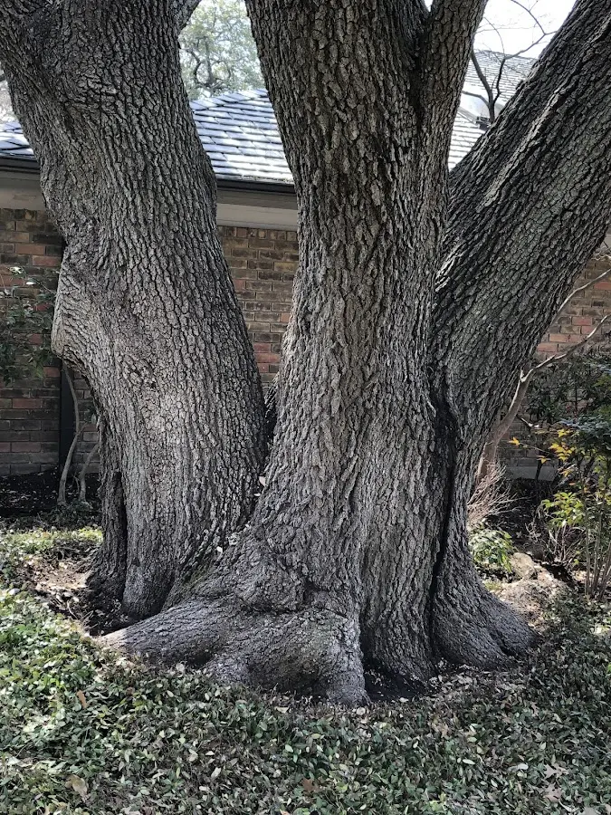 Mature heritage tree close to a Adams property cared for by certified arborists